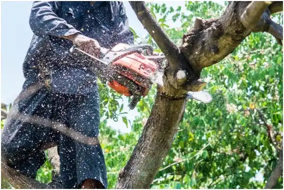 tree services Pecos